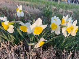 25 ICE FOLLIES DAFFODIL bulbs image 4