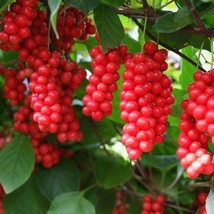 New Fresh USA Seller Schisandra Chinensis Chinese Magnolia Vine Five Flavor Frui - $18.40