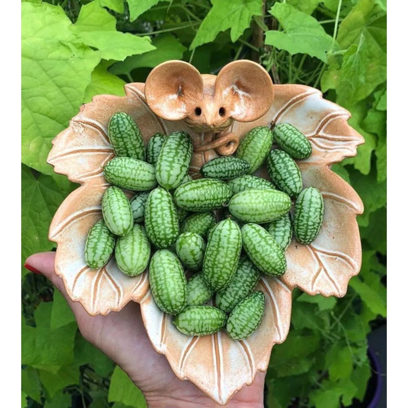 US Seller 50pcs Explore Exotic Flavors Cucamelon Seeds Mexican Mini Sour... - $5.49