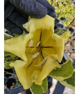 Solandra Maxima Variegated Chalice Vine Live Plant 10 Inch Tall In 4 Inc... - $73.89