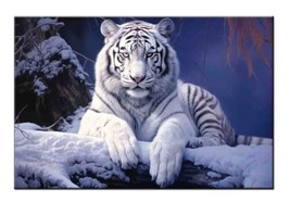 White Tiger Lying in the Snow,Wildlife Art Print Canvas-Wall Decor-Fun Giclee - £7.58 GBP+