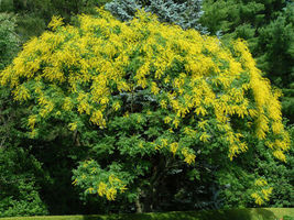 Golden Rain Tree Koelreuteria paniculata 20 Seeds GTL09 - £25.44 GBP