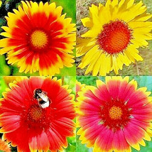 ? 600+ Blanket Flowers Hummingbird Mix Seeds Perennial Sunflower Spring - $8.24