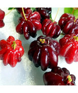 &quot;3 SPROUTED&quot; Brazilian Surinam Cherry Tree Seeds  - $25.90