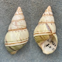 #6 Liguus fasciatus delicatus 48.2mm F/+ Upper Hammock, Lower Matecumbe Key - £11.91 GBP