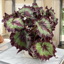 15 Seeds Begonia ?Ribbon Candy house plant  garden flowers easy to grow plant Fr - $10.25