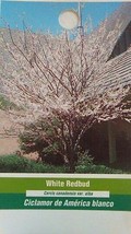 WHITE REDBUD 4-6 F Flowering  Tree Live Plant Home Garden Trees Plants L... - $96.95