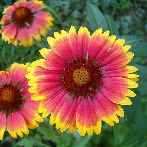 Blanket Flower Gaillardia Wildflower 200 Seeds - $6.16