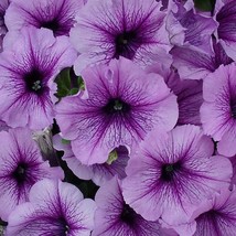 USA Seller 1R7D1 Petunia Seeds 1000 Pelleted Seeds Petunia Seeds Candypops Blueb - £37.06 GBP