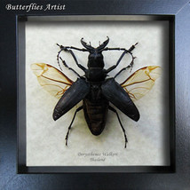 Real Stag Flying Beetle Dorysthenes Walkeri Entomology Collectible Shadowbox - $68.99