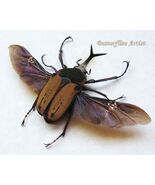 Giant Flower Beetle Megalorhina Harrisi Peregrina Framed Entomology Shad... - $74.00