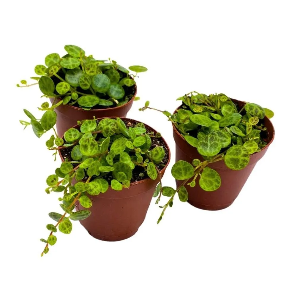 String of Turtles 2 in Set of 3 Peperomia prostrata Tiny Mini Pixie  - £41.85 GBP