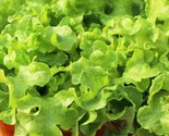 800 Seeds Grand Rapids Lettuce Seeds Fast Shipping - $8.99
