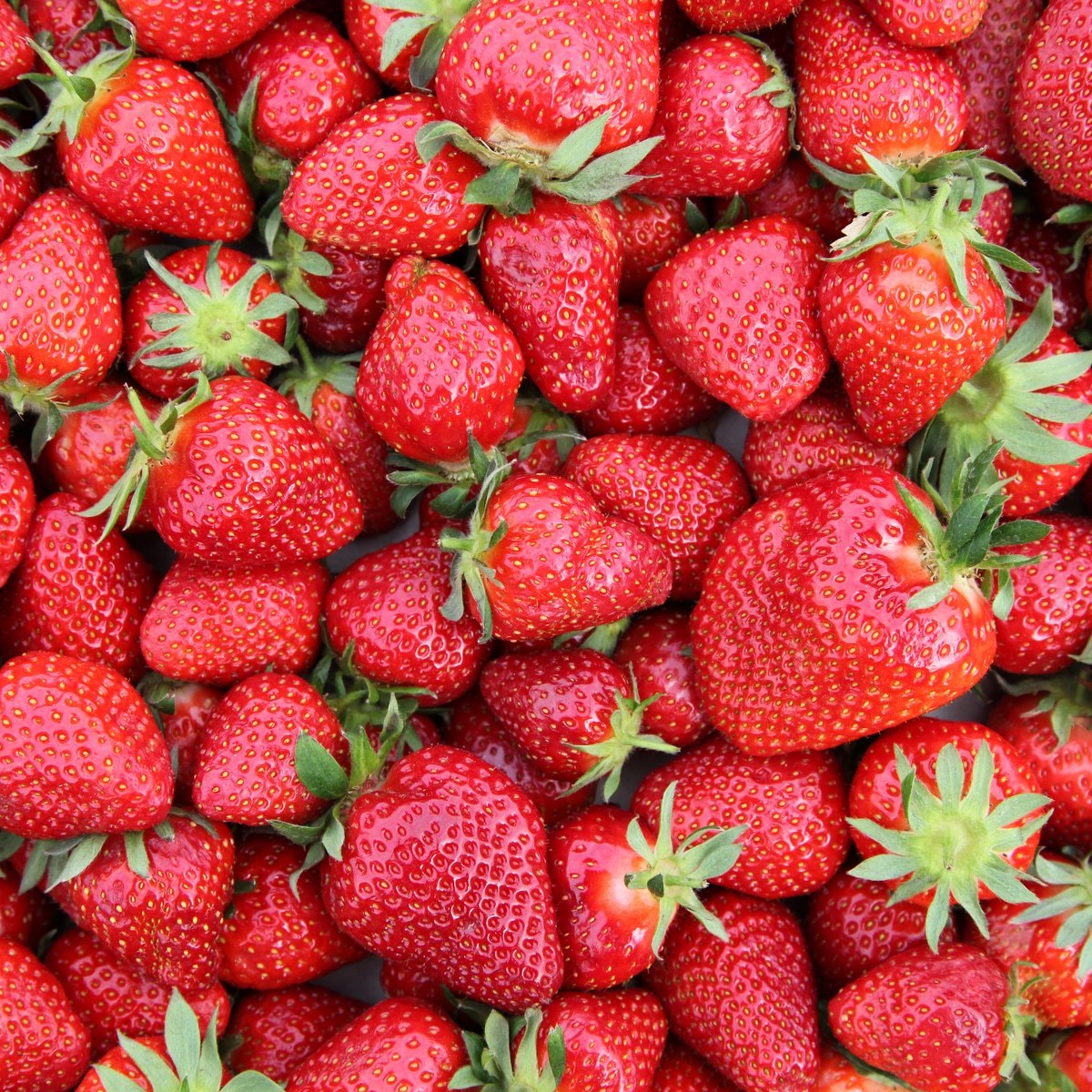 12 Chandler Strawberry Plants - Live Bare Root Plants