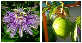 20 Seeds Maypop Purple Passion Edible Fruit! Passiflora Incarnata Cold Hardy - £20.77 GBP