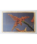 California Ocotillo Desert Flower Blossom, vintage postcard with rare stamp - $24.75