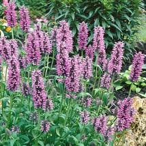 Catmint Nepeta Nervosa Pink Catmint Xeriscape Garden Flower Plant Seed 100 Seeds - £10.27 GBP