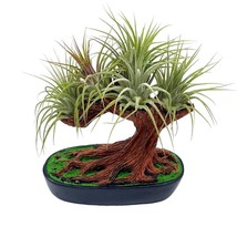Resin Bonsai Air Plant Tree, Glued with Live Air Plants, Home and Office Gift by - £22.59 GBP