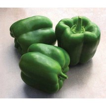 Blitz Bell Pepper  10 Seeds  Garden Beautiful USA SELLER - $5.60