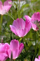 BPA 100 Seeds Purple Gleam California Poppy Eschscholzia Californica Flo... - £7.91 GBP