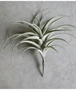 Set Of 4 Realistic Large Artificial Air Plant Succulents Stem Green Bota... - €170,72 EUR