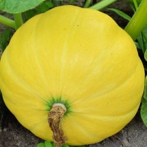 Fresh Garden Yellow Paris Pumpkin Seeds | NON-GMO | Heirloom | Seeds - £8.15 GBP
