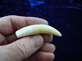 (G375-3) 2-5/8&quot; GATOR Alligator Aligator Tooth TEETH for jewelry loose FL gators - $49.54
