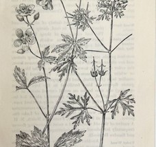 1905 Cranesbill Geranium Wild Flower Print Pen &amp; Ink Lithograph Antique Art  - £13.93 GBP