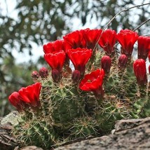25Pcs Scarlet Hedgehog Cactus Seeds Echinocereus Coccineus Seed - £16.46 GBP