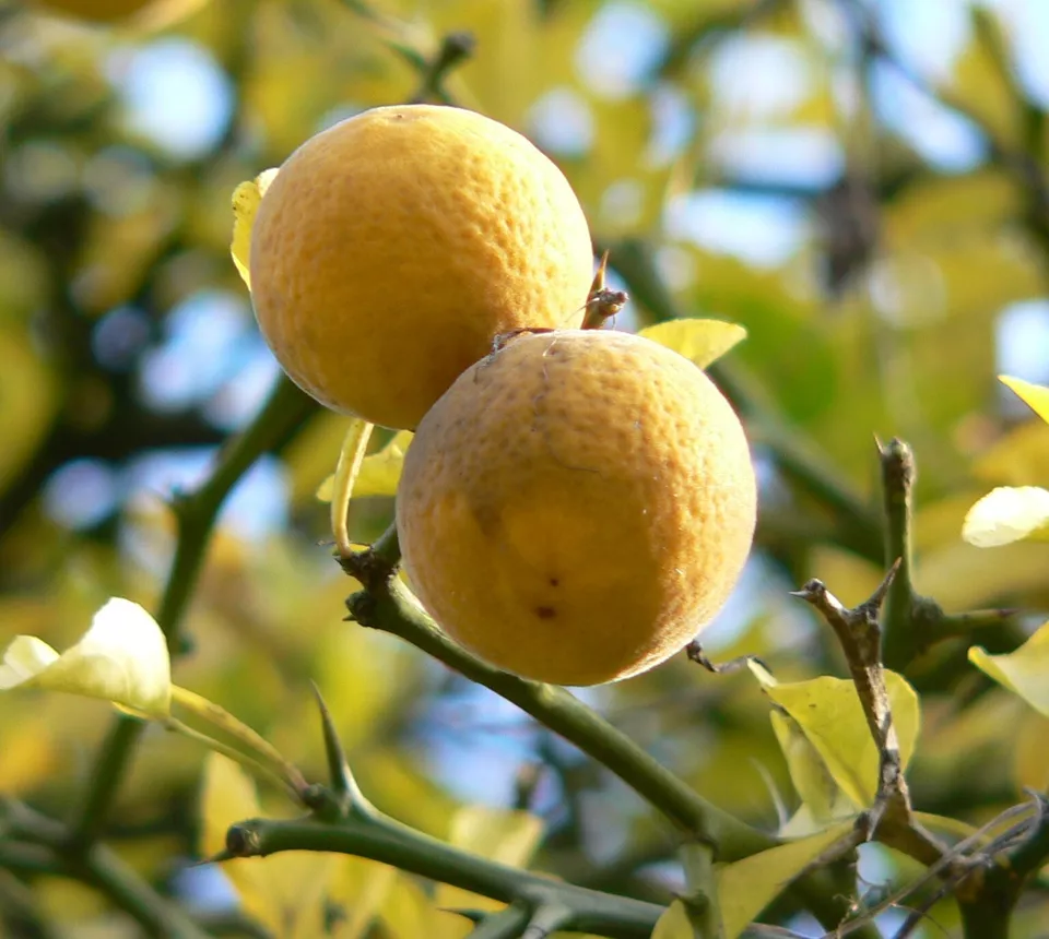 5 Seeds HARDY ORANGE TREE Trifoliate Citrus Trifoliata Poncirus Fruit - £7.63 GBP