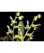 ORNITHOCEPHALUS GLADIATUS SMALL ORCHID MOUNTED - $31.45