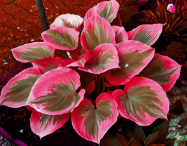 Hosta Plantaginea Seeds – Grow Exotic, Multicolored Blooms Right at Home! - $8.95