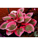 Hosta Plantaginea Seeds – Grow Exotic, Multicolored Blooms Right at Home! - $8.95