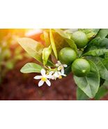 Organic Heirloom Lime Tree Seeds - $4.95