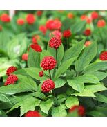 Fresh Asian Ginseng Panax Ginseng  10 Seeds - $165.11 MXN