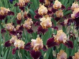 50 Lipstick Iris Flower Seeds Kw91009-37 Garden - $13.97