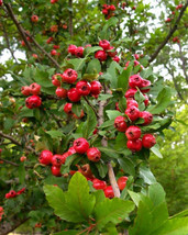 2 Live Plants Heirloom 6&quot; Mayhaw Fruit Trees May Haw Apple Hawthorn Red Seedling - £22.13 GBP