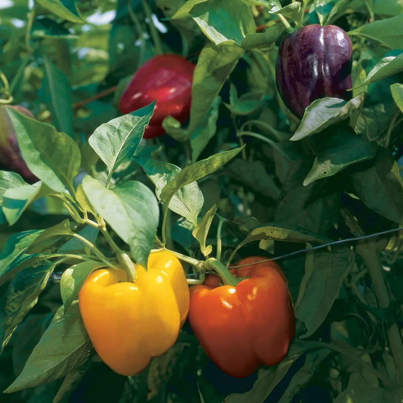 SKMO Rainbow Bell Pepper Capsicum Anuum Vegetable 25 Seeds Indoor Gardening - £7.34 GBP