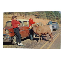 Postcard Mountain Sheep Tourists Custer State Park Black Hills South Dakota - $6.98