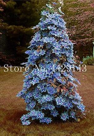 Clematis Seed Flower Clematis Vines Seed Flower Climbing Clematis Plants Purify
