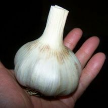 German Giant Garlic Organic Natural Home Vegetable Garden 100 Seeds - $7.95