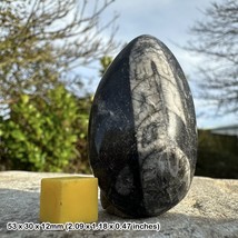 Polished Orthoceras Fossil, Genuine Devonian Morocco Specimen, Certificated - $9.41