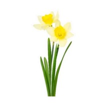 Beautiful Daffodils Isolated On White  5PCS Car Stickers for Cute Home Motorcycl - £46.91 GBP