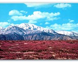 Desert Verbena San Jacinto Mountain California CA UNP Chrome Postcard D21 - $2.92