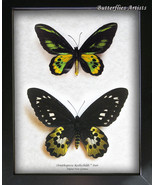 Ornithoptera Rothschildi Pair Golden Birdwing Butterfly Entomology Shado... - $305.61 CAD