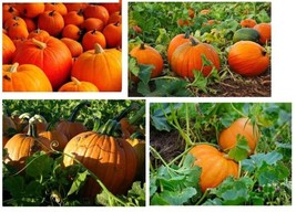 Pumpkin 20 Seeds Grow Your Own Pumpkins For Halloween USA Garden - £7.08 GBP