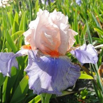 New Fresh Germanica &#39;French Cancan&#39; Iris Seeds 30Pcs Elegant Bicolor Blooms For  - £14.67 GBP