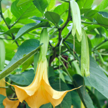 Angel Trumpet Yellow Flowers - 50 Seeds - £7.30 GBP