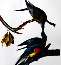 1979 Passenger Pigeon Color Plate Print Audubon Birds Of America Art F15K - $29.99