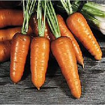 PM Royal Chantenay Carrots Seeds (((25 Seed Packet))) (More Heirloom, Organic, N - $4.75